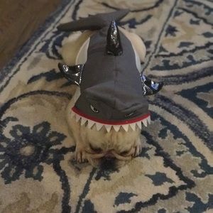 Doggy shark costume